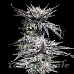 Pineapple Fruz - 1