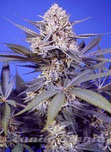 Pineapple Slush XL Auto - SWEET SEEDS - 1