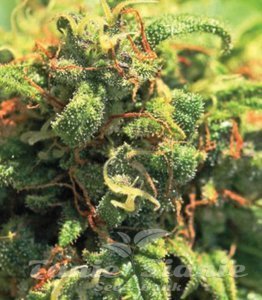 Pineapple Upside Down Cake - HUMBOLDT SEED COMPANY - 2