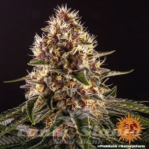Pink Kush - BARNEY'S FARM - 2