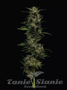Pistachio - HUMBOLDT SEEDS COMPANY - 1