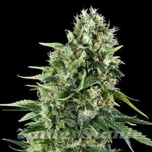 Power Plant Perfect - 1