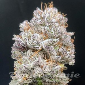 Project 9 - EXOTIC GENETIX - 4