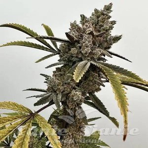 Project 9 - EXOTIC GENETIX - 1