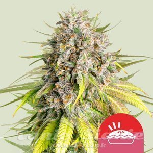 Punch Pie - ROYAL QUEEN SEEDS - 1