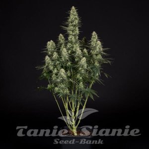 Punch Pie - ROYAL QUEEN SEEDS X TYSON 2.0 - 3