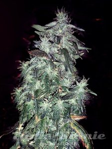 Purple Crack - THE CALI CONNECTION - 2