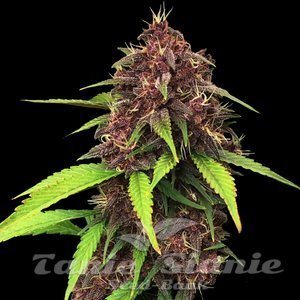 Purple Kush F1 - 1