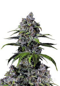 Purple Lemonade FAST - FASTBUDS - 1