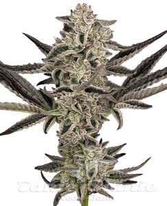 Purple Pickle Auto - SENSI SEEDS - 1
