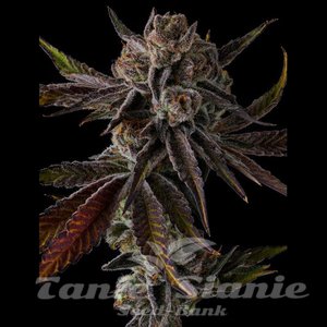 Purple Preserves - COMPOUND GENETICS - 2