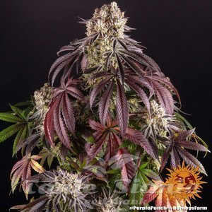 Purple Punch - BARNEY'S FARM - 2