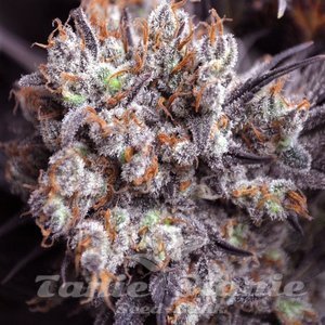 Purple Punch Fast Version - 1