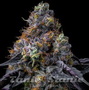 Rainbow Sherbet - BARNEY'S FARM - 2
