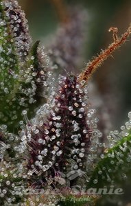 Raspberry Parfait - HUMBOLDT SEEDS COMPANY - 3