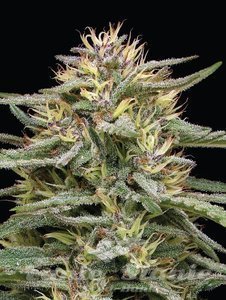 Raspberry Parfait - HUMBOLDT SEEDS COMPANY - 2
