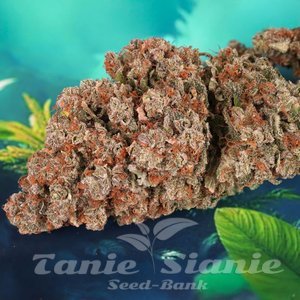 Red Tropicana Cookies Auto - DUTCH PASSION - 2
