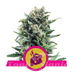 Blue Cheese - ROYAL QUEEN SEEDS - 1