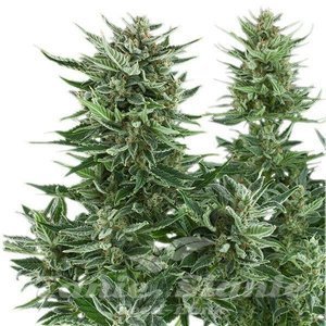 Easy Bud Auto - ROYAL QUEEN SEEDS - 3
