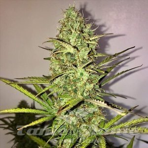 Fast Eddy Automatic CBD - ROYAL QUEEN SEEDS - 3