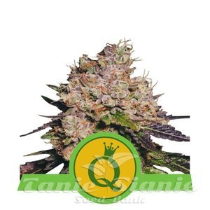 Purple Queen Automatic - ROYAL QUEEN SEEDS - 1