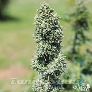 Royal Cookies Automatic - ROYAL QUEEN SEEDS - 4