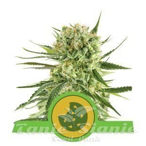 Royal Cookies Automatic - ROYAL QUEEN SEEDS - 1
