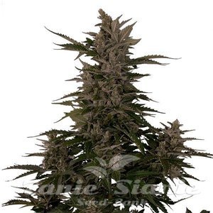 Royal Critical Automatic - ROYAL QUEEN SEEDS - 3