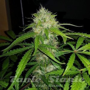 Royal Dwarf Auto - ROYAL QUEEN SEEDS - 4