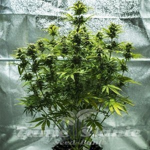 Royal Haze Automatic - ROYAL QUEEN SEEDS - 4