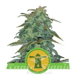 Royal Haze Automatic - ROYAL QUEEN SEEDS - 1