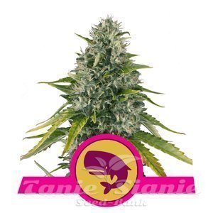 Royal Moby - ROYAL QUEEN SEEDS - 1