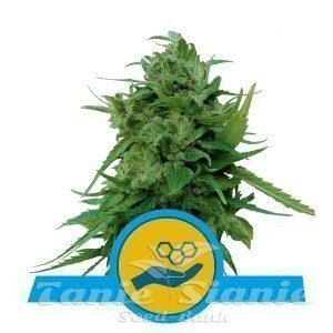Solomatic CBD Auto - ROYAL QUEEN SEEDS - 1