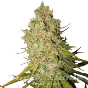 Special Kush #1 - ROYAL QUEEN SEEDS - 2