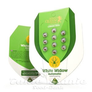 White Widow Automatic - ROYAL QUEEN SEEDS - 2