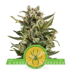 White Widow Automatic - ROYAL QUEEN SEEDS - 1