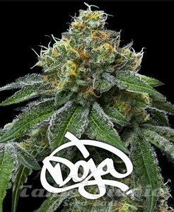 RS11 x Banana OG - BARNEY'S FARM - 1