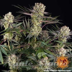 Runtz - BARNEY'S FARM - 2