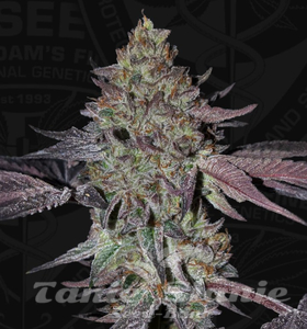 Runtz N' Roses - T.H. SEEDS - 2