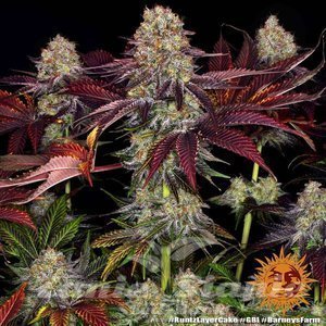 Runtz x Layer Cake - BARNEY'S FARM - 4