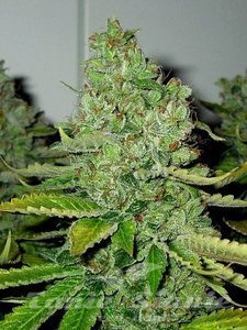 SFV OG Kush - THE CALI CONNECTION - 2