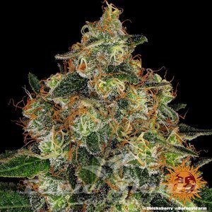 Shiskaberry - BARNEY'S FARM - 4