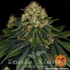 Skywalker OG Auto - BARNEY'S FARM - 4