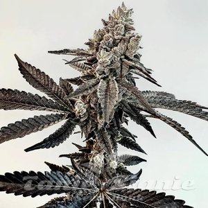 Slaphappy - EXOTIC GENETIX - 1