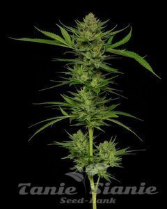 Slightly Stoopid Fruits - HUMBOLDT SEEDS COMPANY - 1