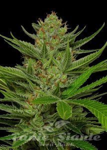 Slightly Stoopid Fruits - HUMBOLDT SEEDS COMPANY - 2