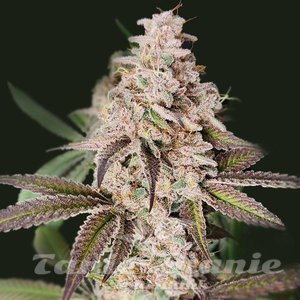 Slurricane - 1