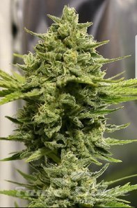 Somango Haze - 1