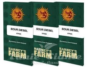 Sour Diesel - BARNEY'S FARM - 5
