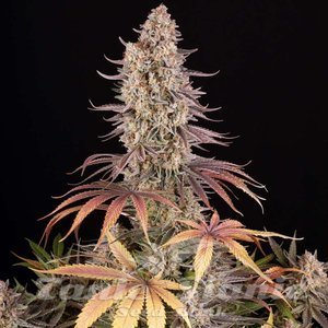 Sour Strawberry - BARNEY'S FARM - 3